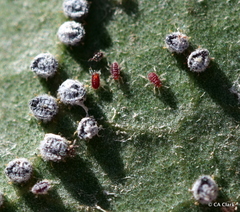 Euthoracaphis umbellulariae