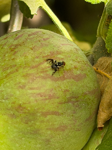 Rhagoletis pomonella