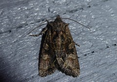 Ichneutica skelloni