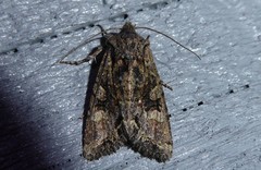 Ichneutica skelloni