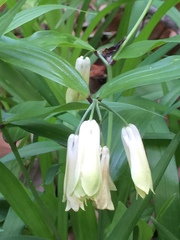 Disporum sessile