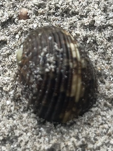 Chamaeleon Nerite