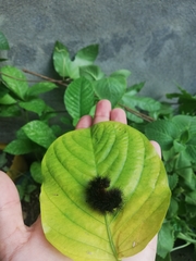 Lepidoptera