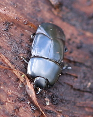 Hololepta plana