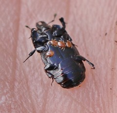 Hololepta plana