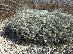 Artemisia hololeuca