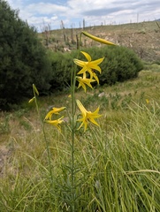 (c) Trevor Van Loon, some rights reserved (CC BY) Lilium parryi, photograph (c) Trevor Van Loon, some rights reserved (CC BY)