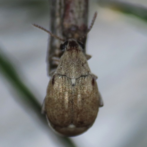 Prosopis Seed Beetle