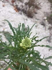 Reseda lutea