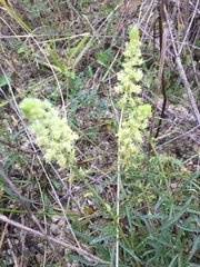 Reseda lutea