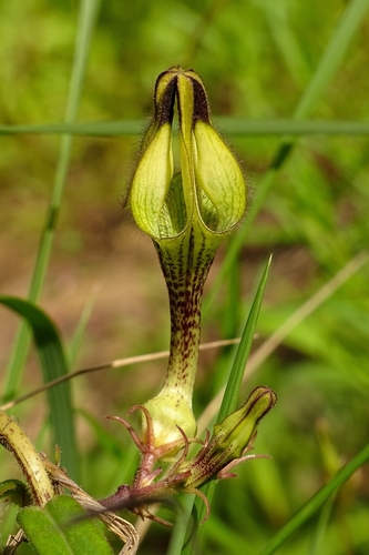 Image of Ceropegia hirsuta by (c) renjus box, some rights reserved (CC BY)
