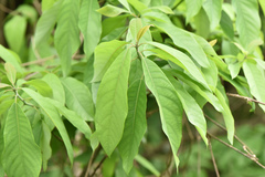 Litsea akoensis