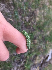 Lithophane leautieri