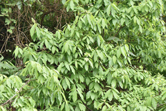 Litsea akoensis