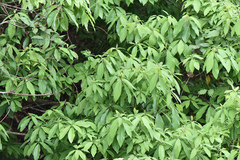 Litsea akoensis