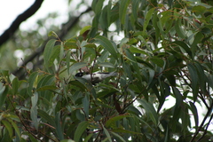 Melithreptus chloropsis