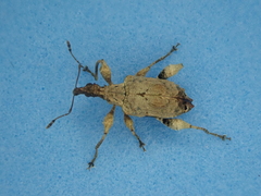 Stephanorhynchus curvipes