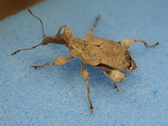 Stephanorhynchus curvipes