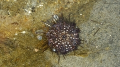 Heliocidaris