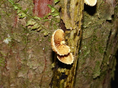 Pleuroflammula praestans