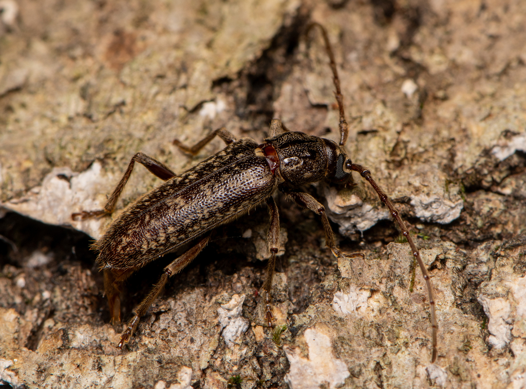 mulberry bark borer