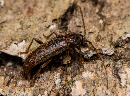 mulberry bark borer