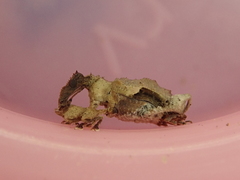 Stephanorhynchus curvipes