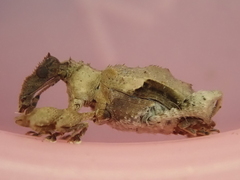 Stephanorhynchus curvipes