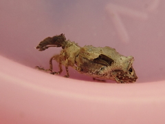 Stephanorhynchus curvipes