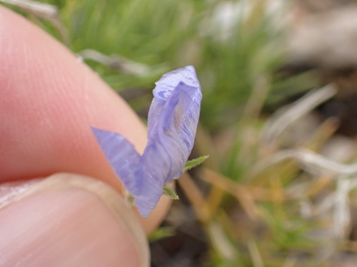 Prickleaf Gilia