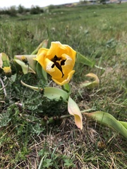 Tulipa gesneriana