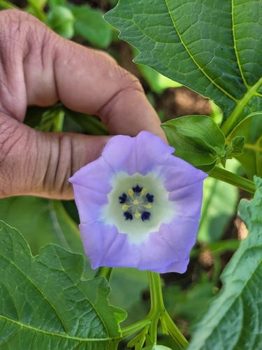 apple-of-Peru