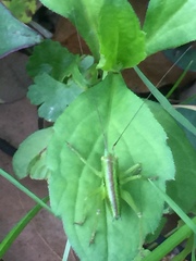 Tettigonia orientalis