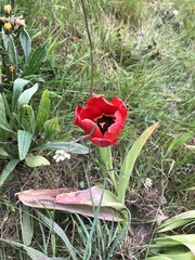 Tulipa gesneriana