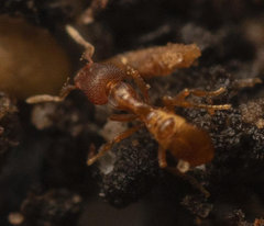 Strumigenys membranifera