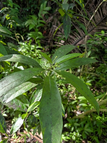 Cestrum, 2026-07-19