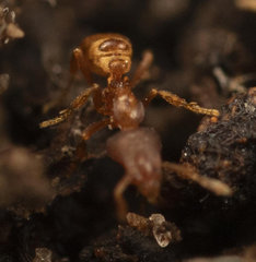 Strumigenys membranifera