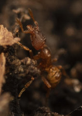 Strumigenys membranifera