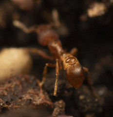 Strumigenys membranifera