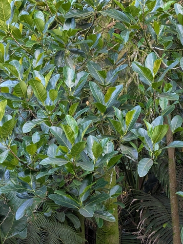 Artocarpus heterophyllus observed 2026-07-19