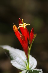 Spigelia marilandica