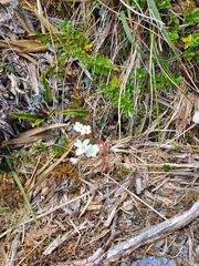 Epilobium chlorifolium
