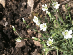 Cerastium nutans