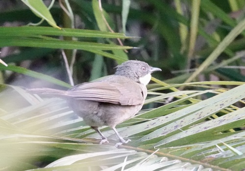 Pale-throated Greenbul