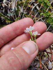 Epilobium chlorifolium