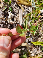 Epilobium chlorifolium