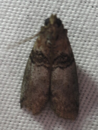 Tlascala Moth photo 3