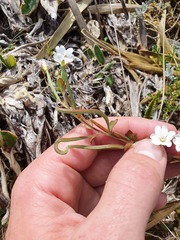 Epilobium chlorifolium