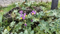 Solanum virginianum, photograph (c) Aadi Kulkarni, some rights reserved (CC BY)