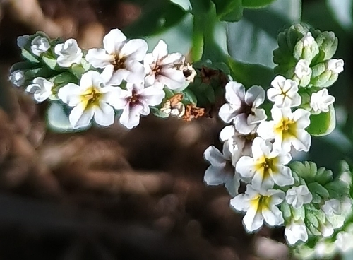Heliotropium curassavicum observed 2026-07-19